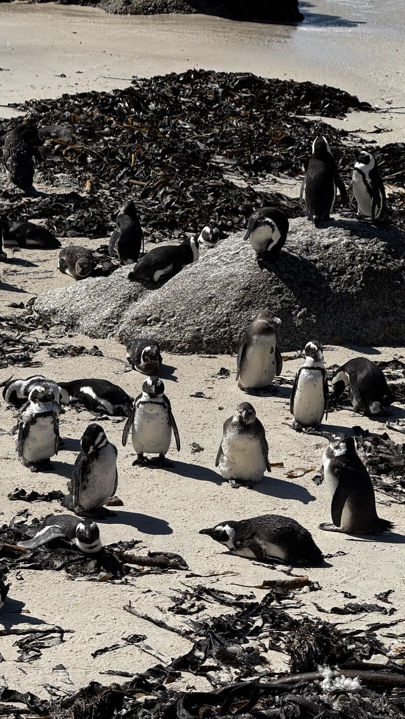 Пингвины гуляют по пляжу Boulders Beach