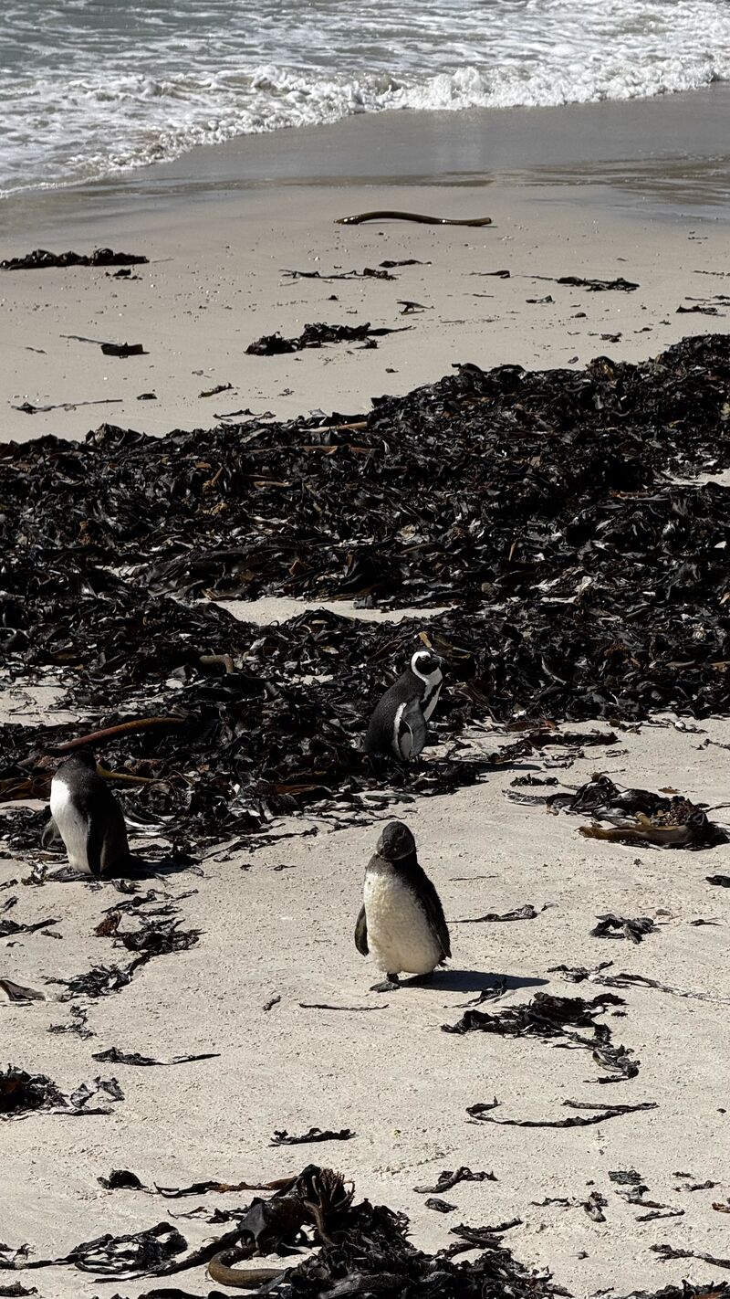 Пингвины гуляют по пляжу Boulders Beach