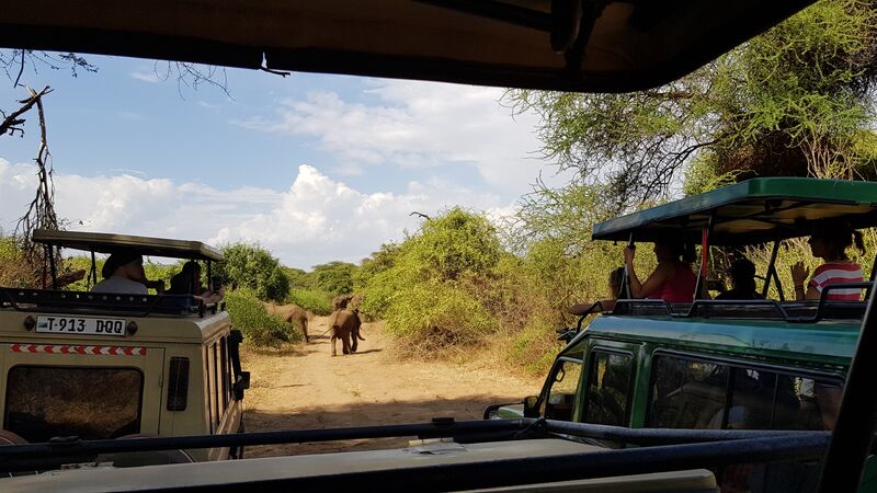 Слон в парке Lake Manyara