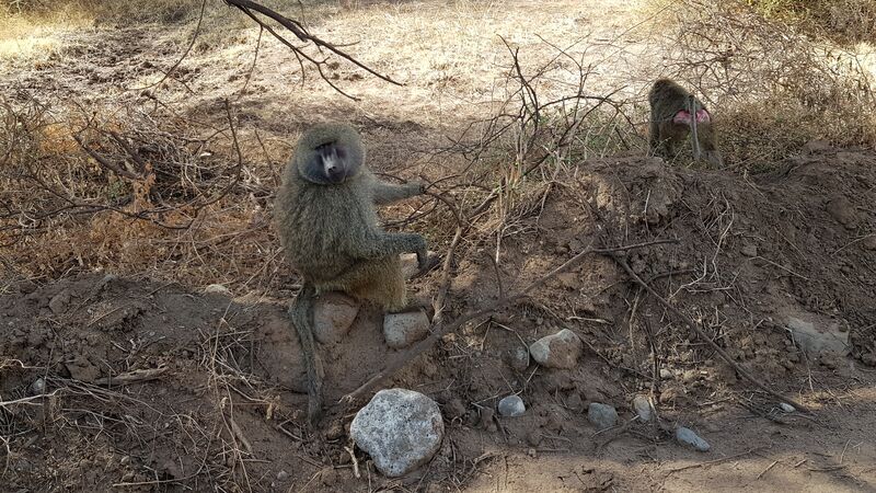 Павиан в парке Lake Manyara