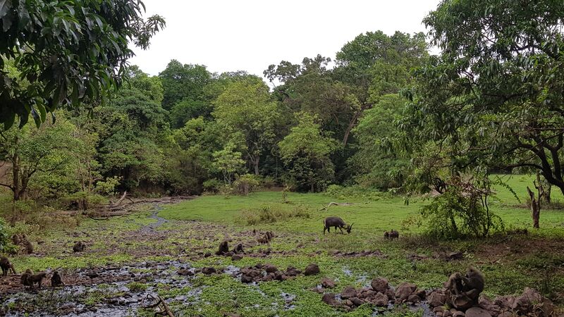 Сафари в парке Lake Manyara